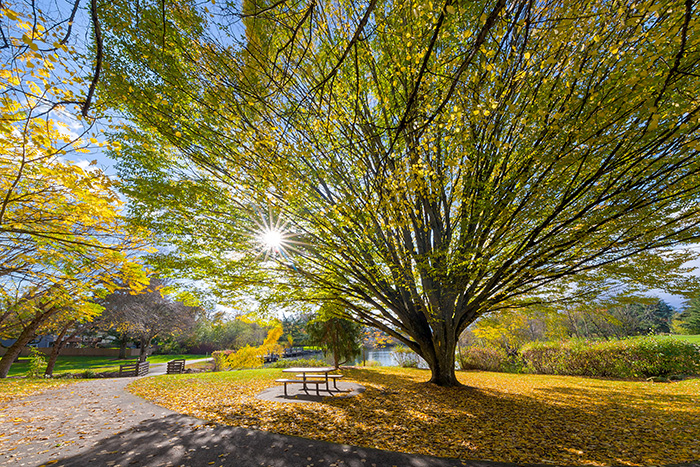 Tree in Beaverton park